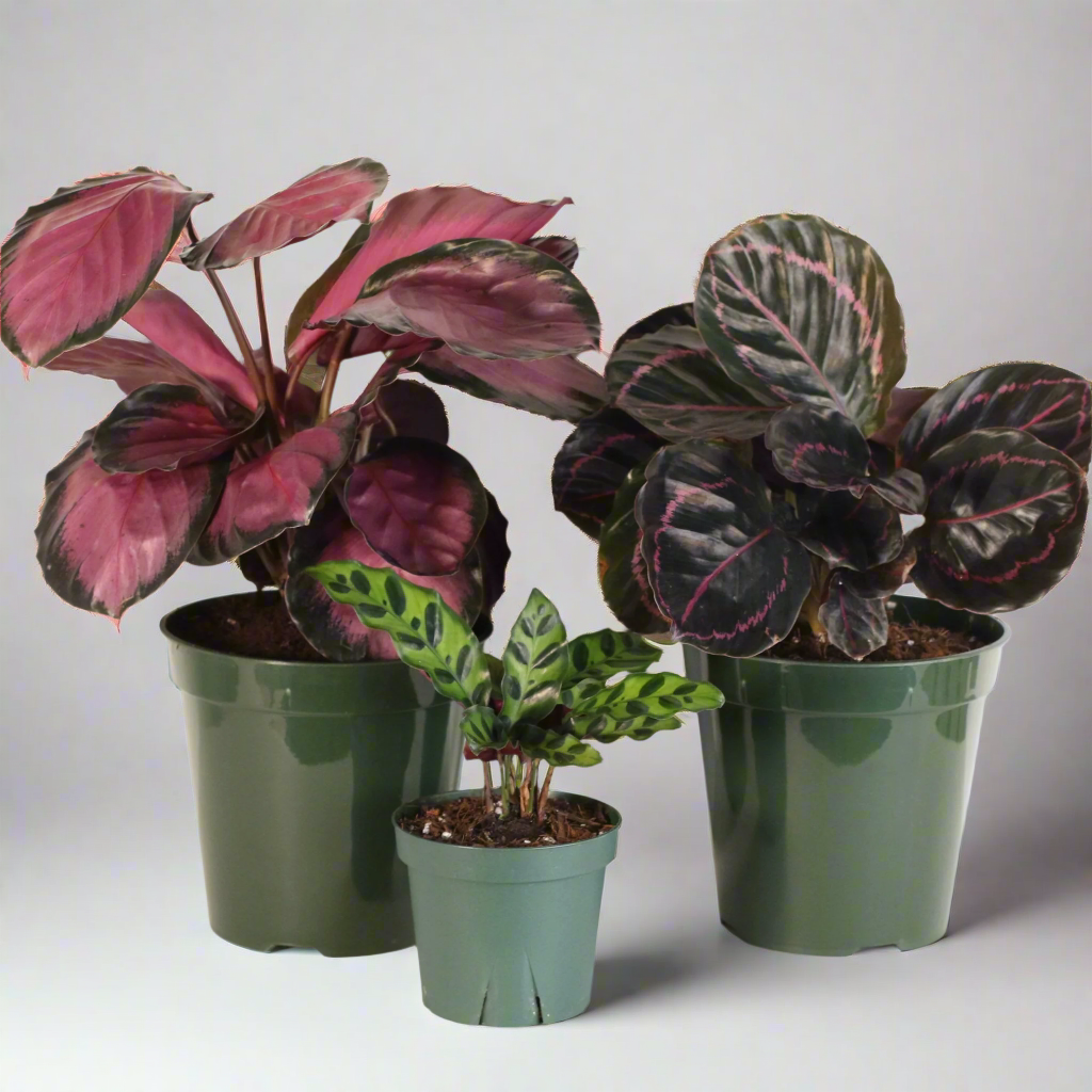 Calathea plant