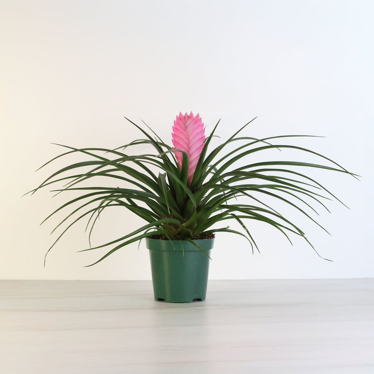 Pink Quill - Tillandsia 'Cyanea'
