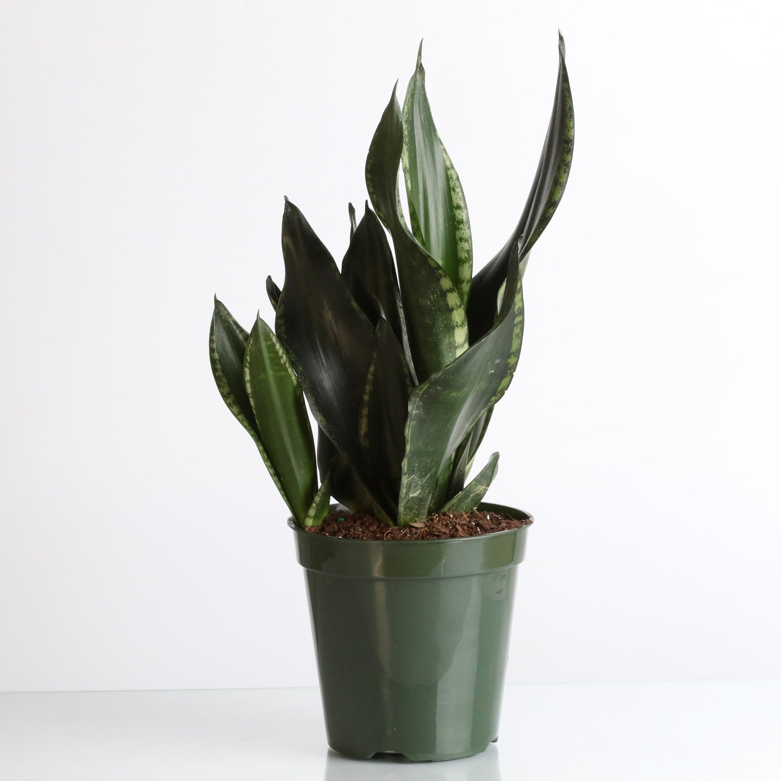 Whitney Sansevieria Snake Plant