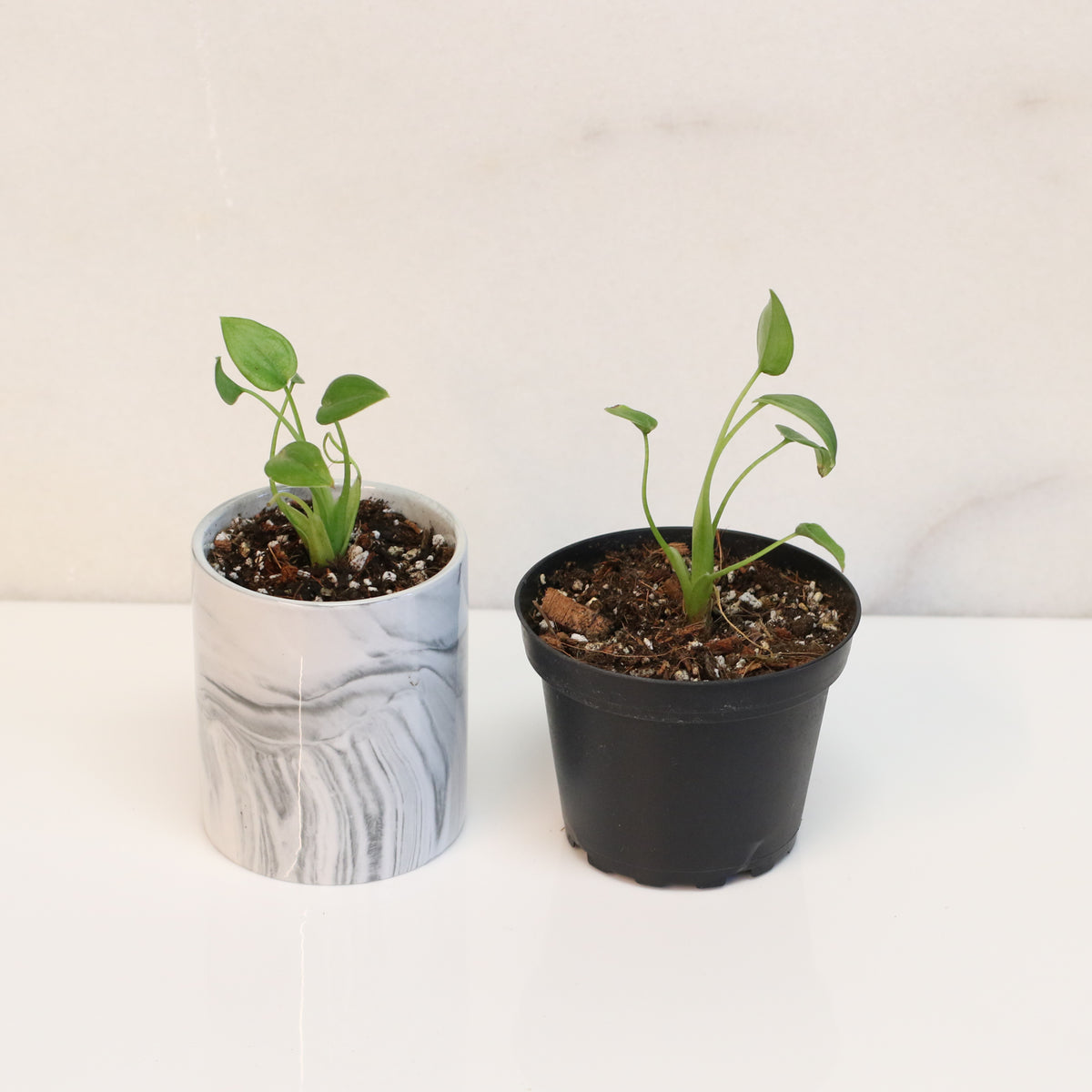 Alocasia &#39;Tiny Dancers&#39;