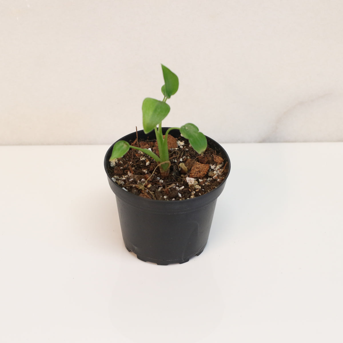 Alocasia &#39;Tiny Dancers&#39;