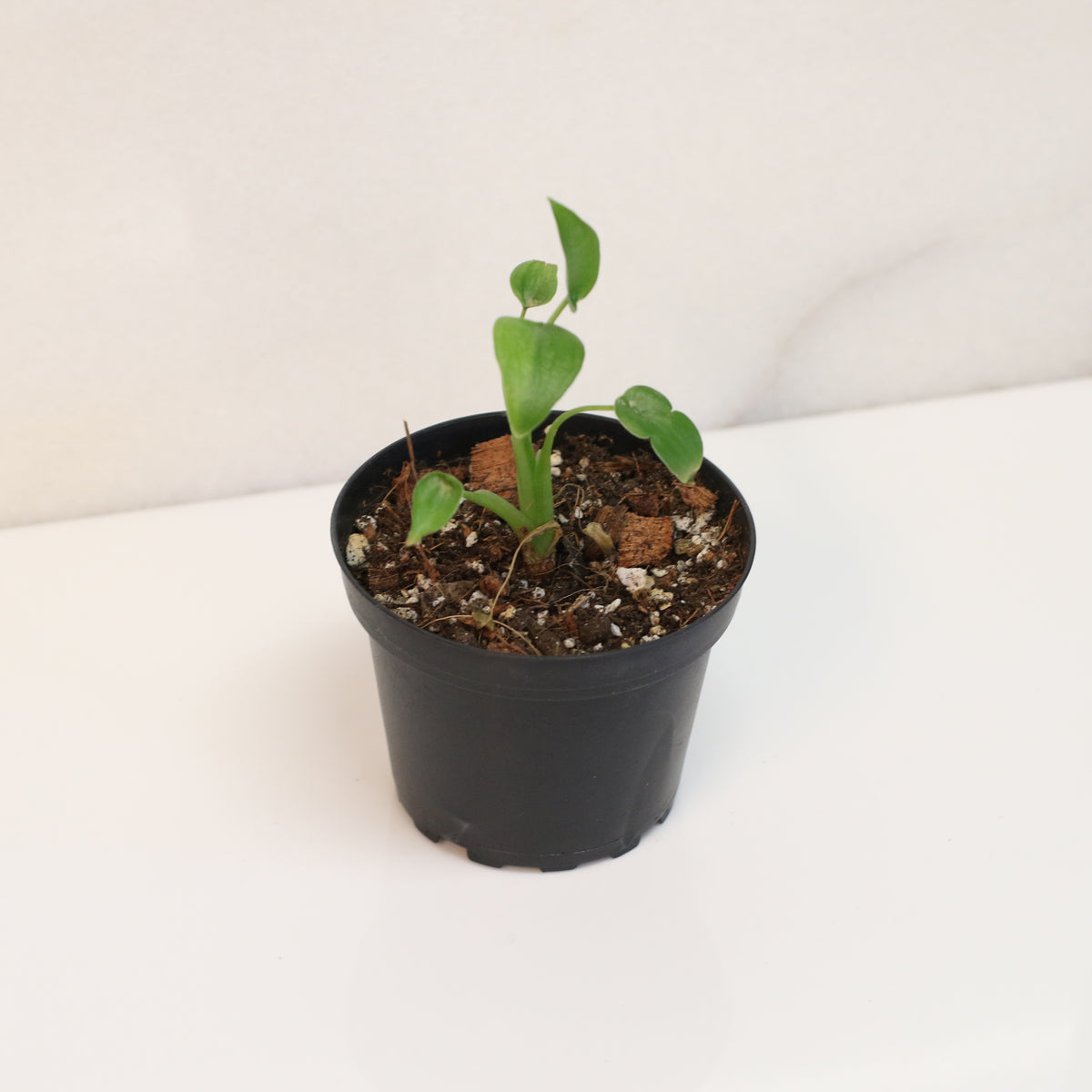 Alocasia &#39;Tiny Dancers&#39;