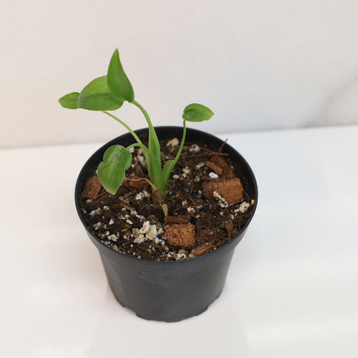 Alocasia &#39;Tiny Dancers&#39;