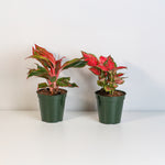Aglaonema Plant Bundle