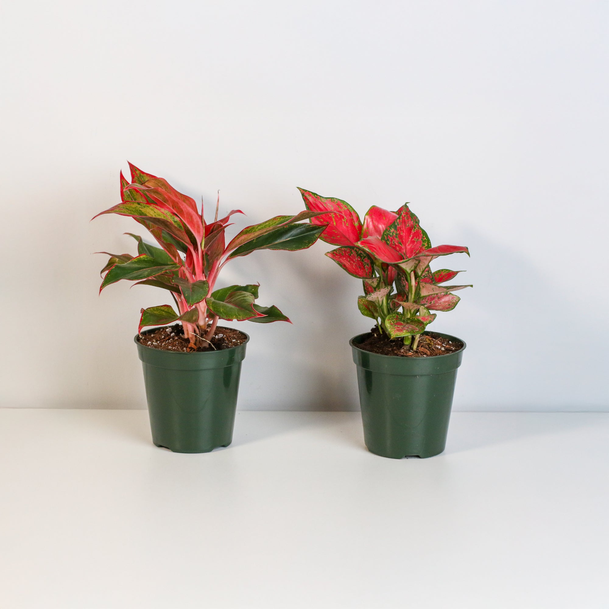 Aglaonema Plant Bundle