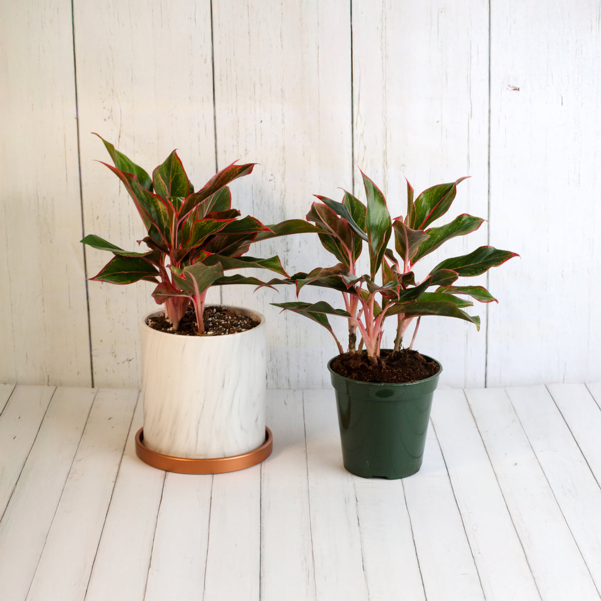 Aglaonema &#39;Siam&#39; Plant