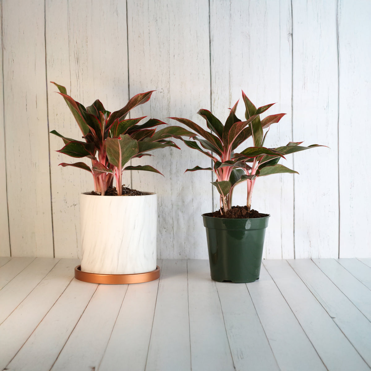Aglaonema &#39;Siam&#39;
