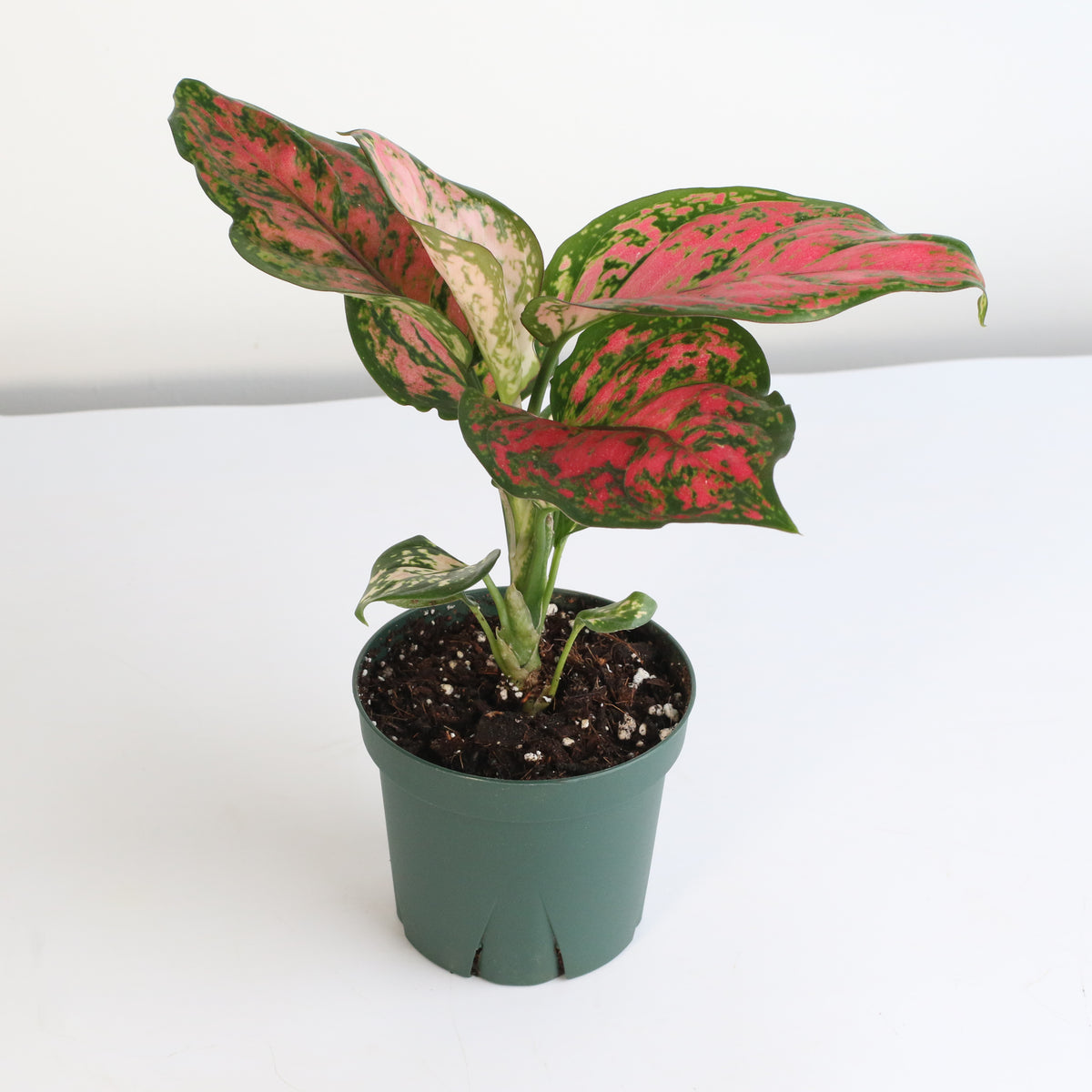 Aglaonema &#39;Wishes&#39; Pink Plant