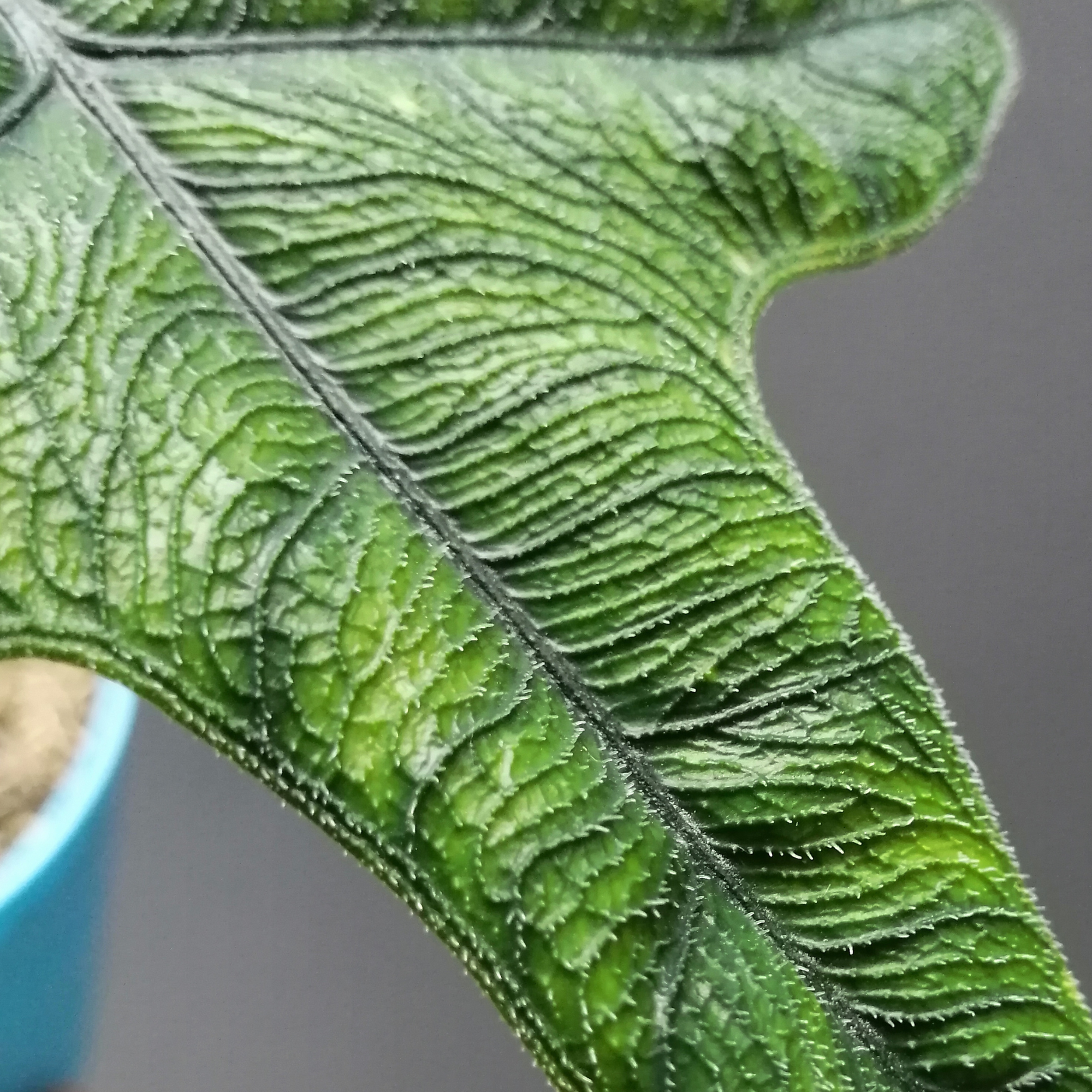 Alocasia Jacklyn
