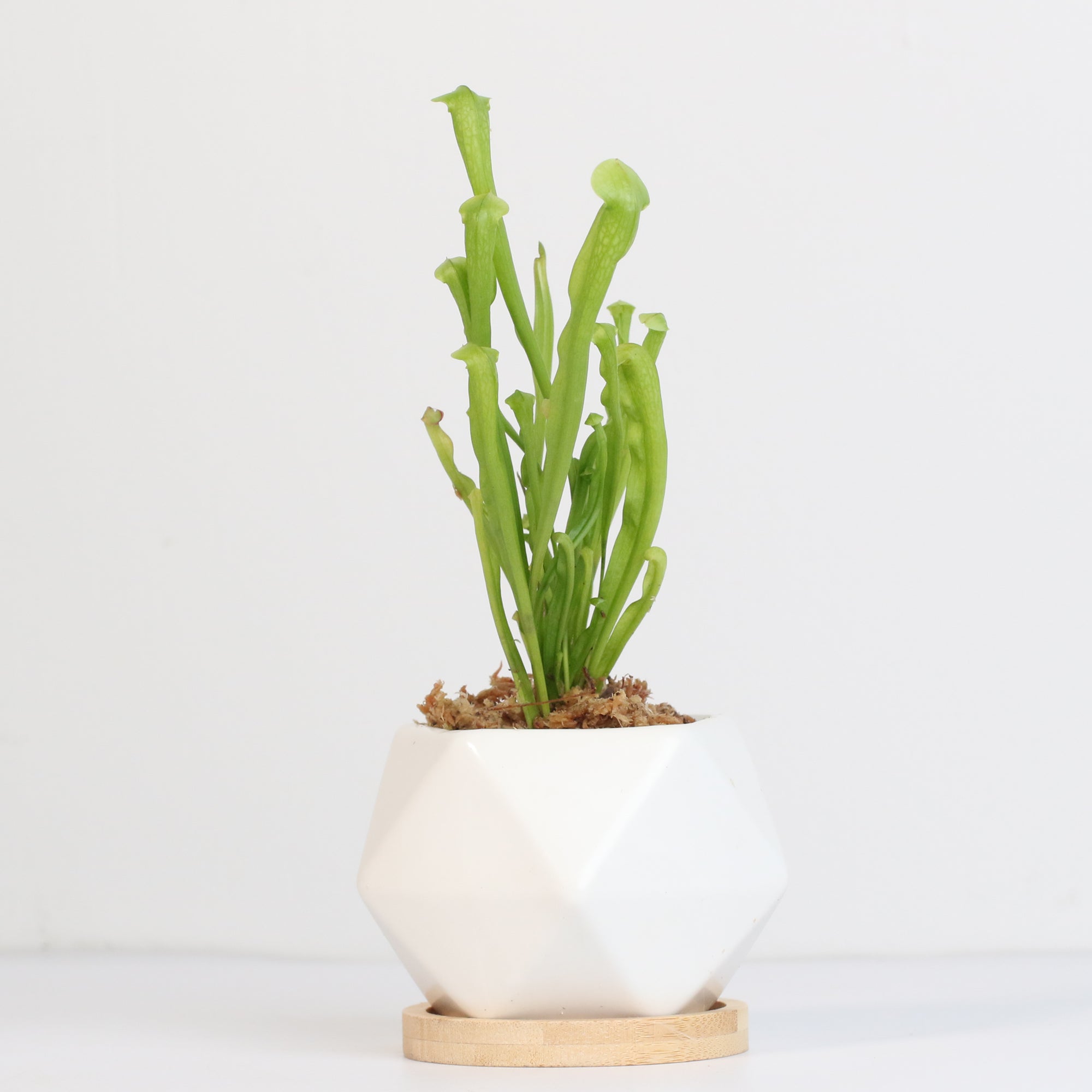 Sarracenia Bug Bat in Daphne 4.5" Ceramic Planter. 
