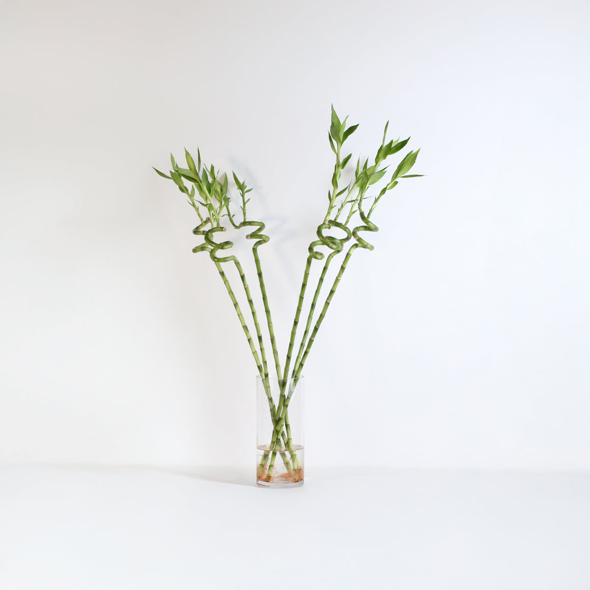 Lucky Bamboo Twists Water Plant XL 46&quot;