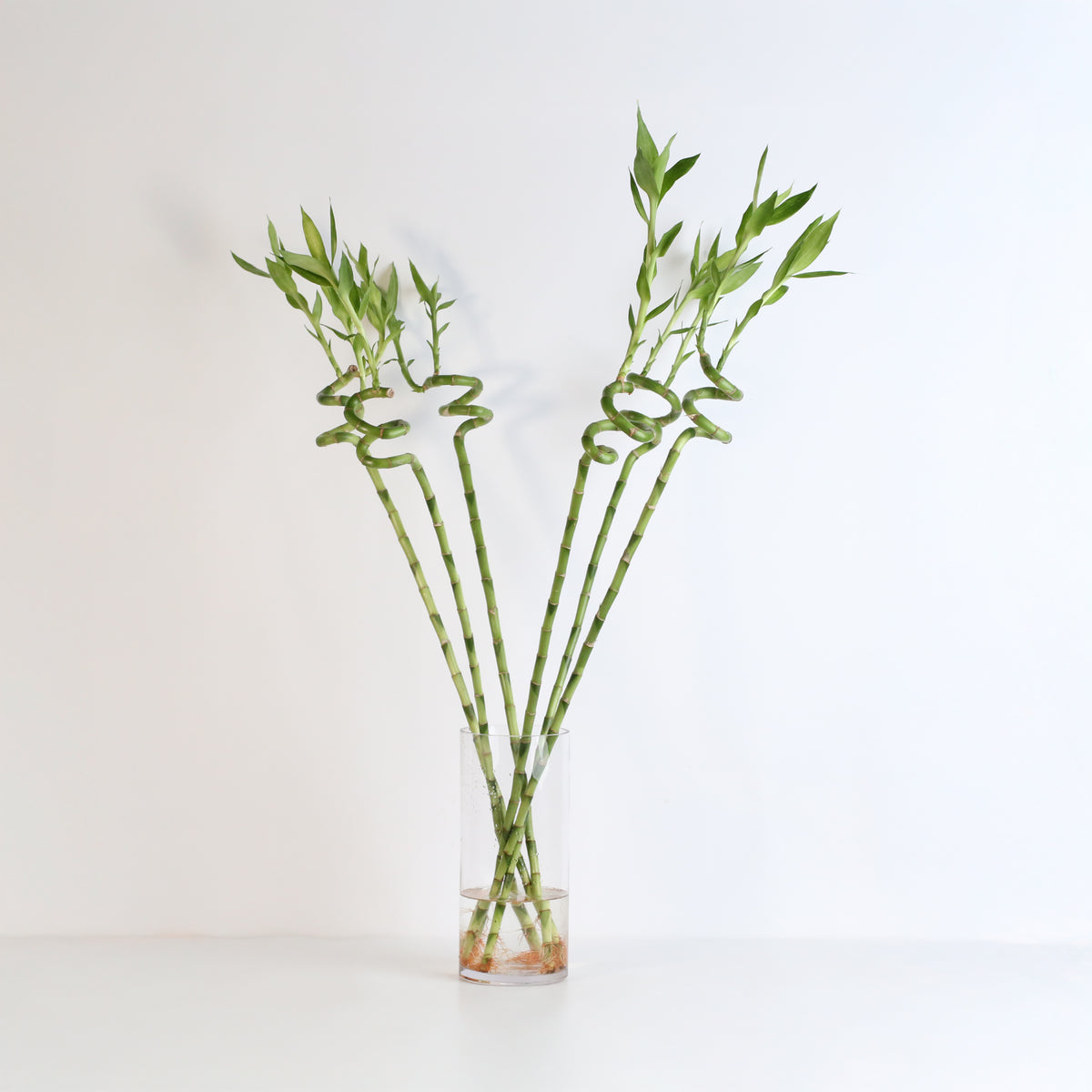 Lucky Bamboo Twists Water Plant XL 46&quot;