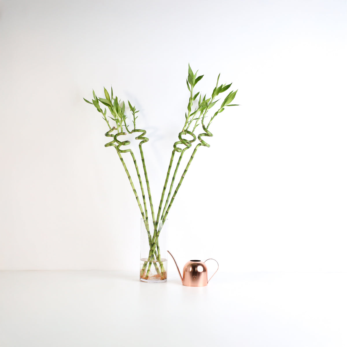 Lucky Bamboo Twists Water Plant XL 46&quot;