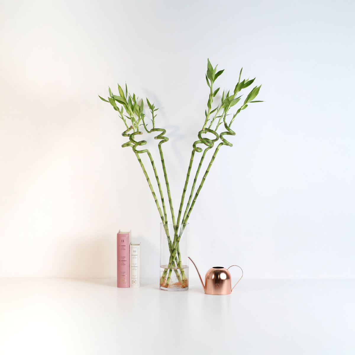 Lucky Bamboo Twists Water Plant XL 46&quot;