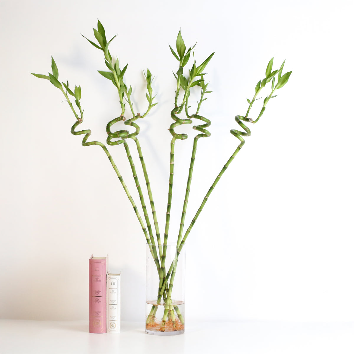 Lucky Bamboo Twists Water Plant XL 46&quot;
