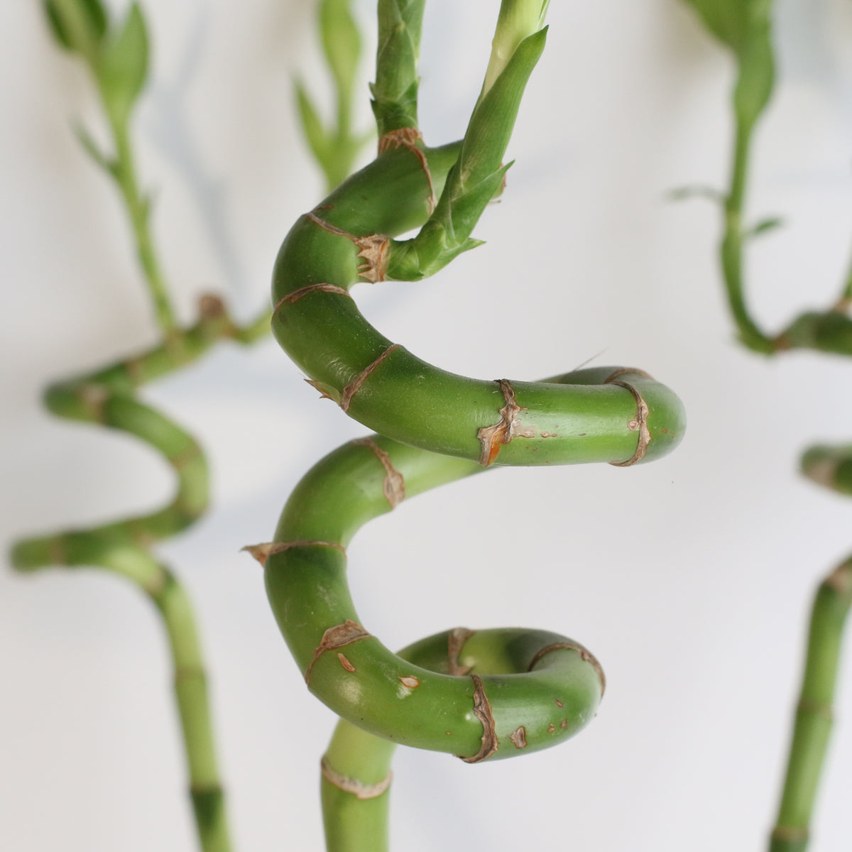 Lucky Bamboo Twists Water Plant XL 46&quot;