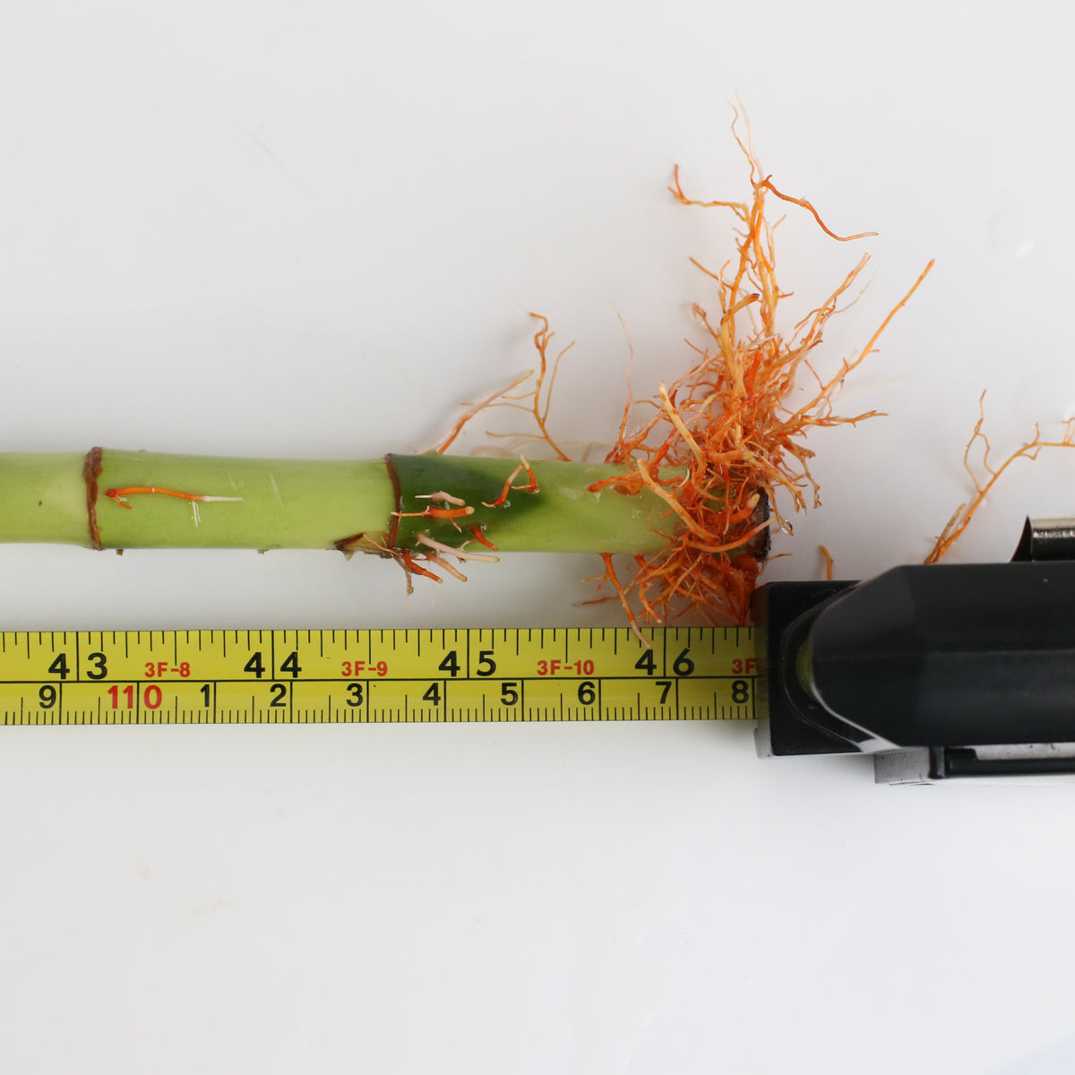 Lucky Bamboo Twists Water Plant XL 46&quot;