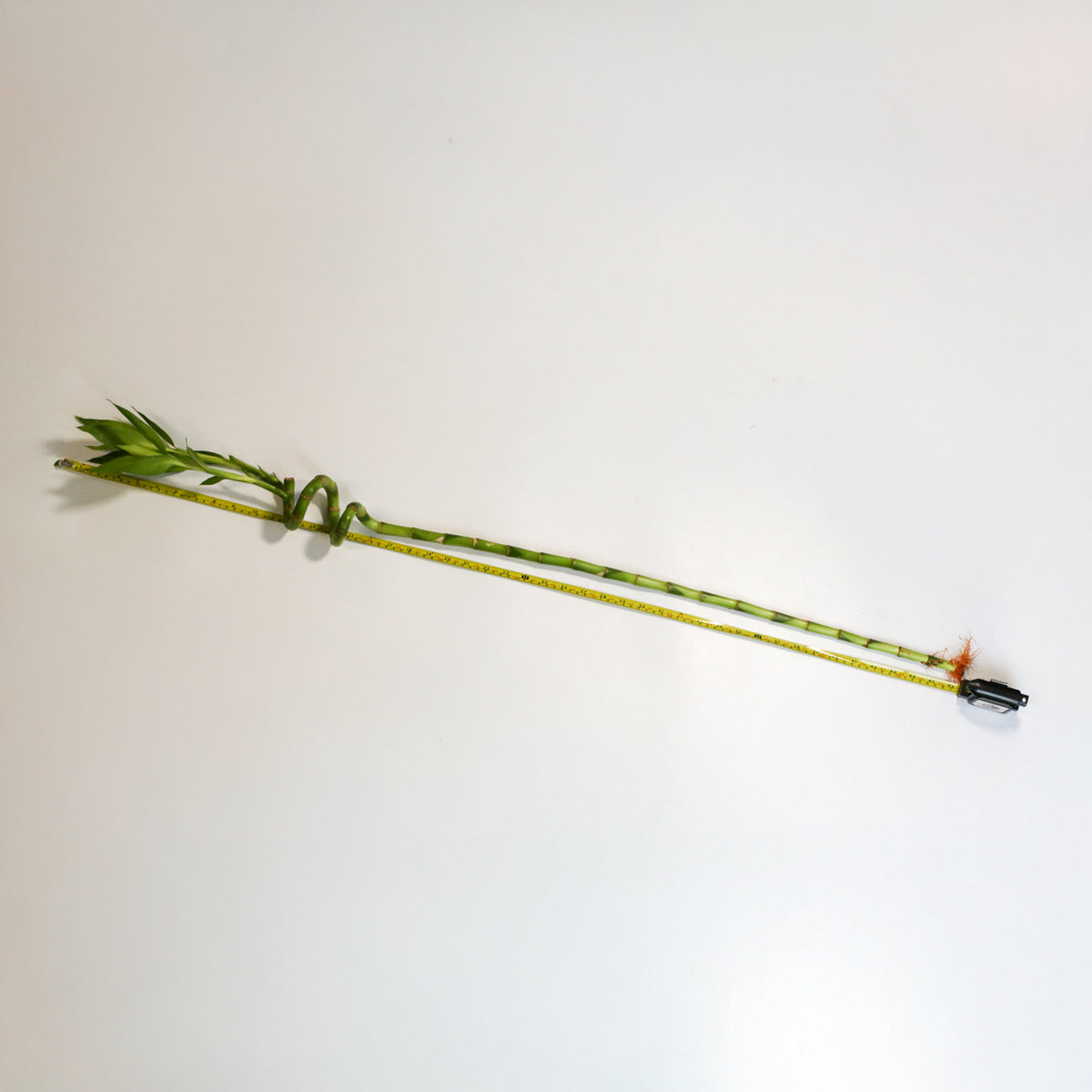 Lucky Bamboo Twists Water Plant XL 46&quot; next to measuring tape. 