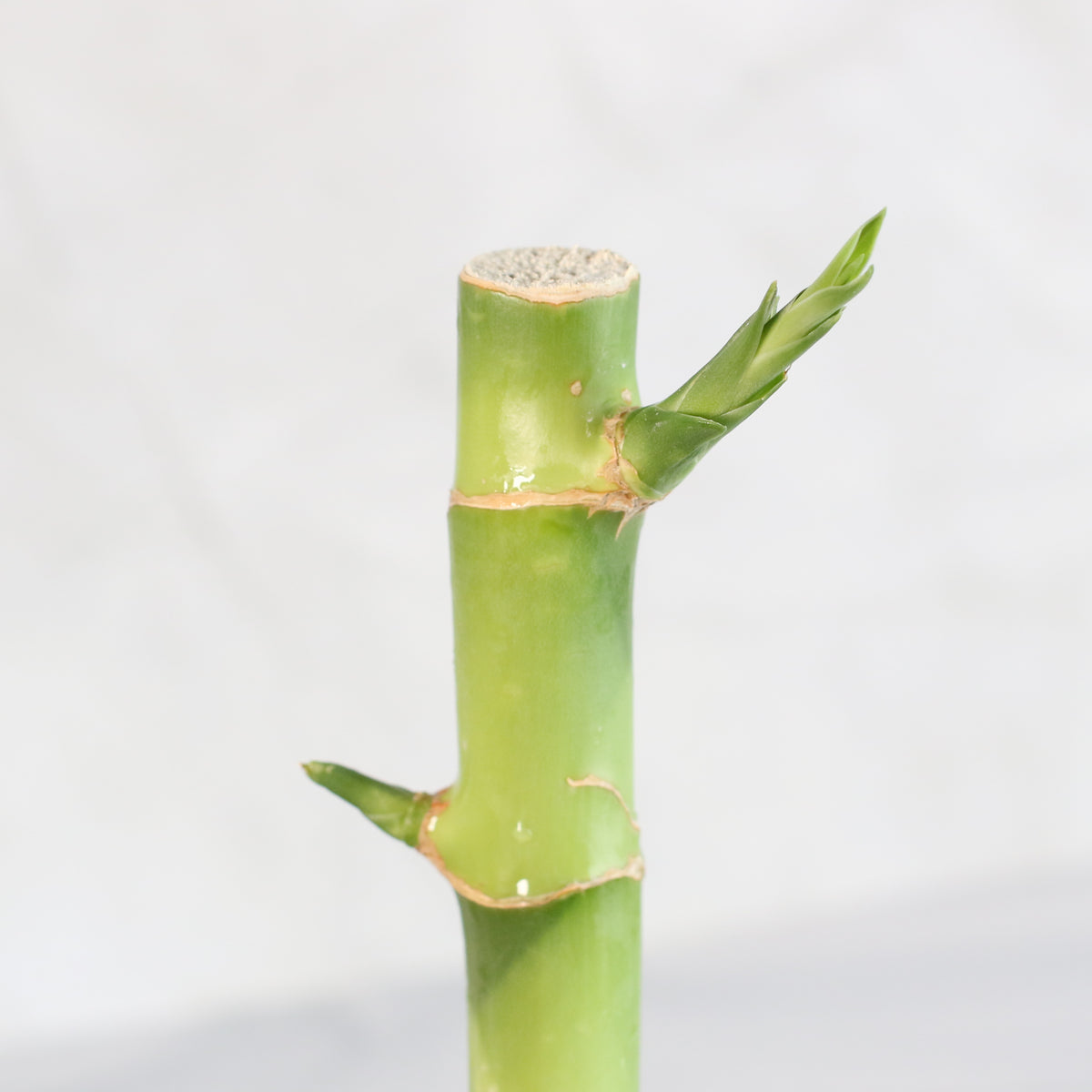Lucky Bamboo Water Plant 1XL 36&quot;