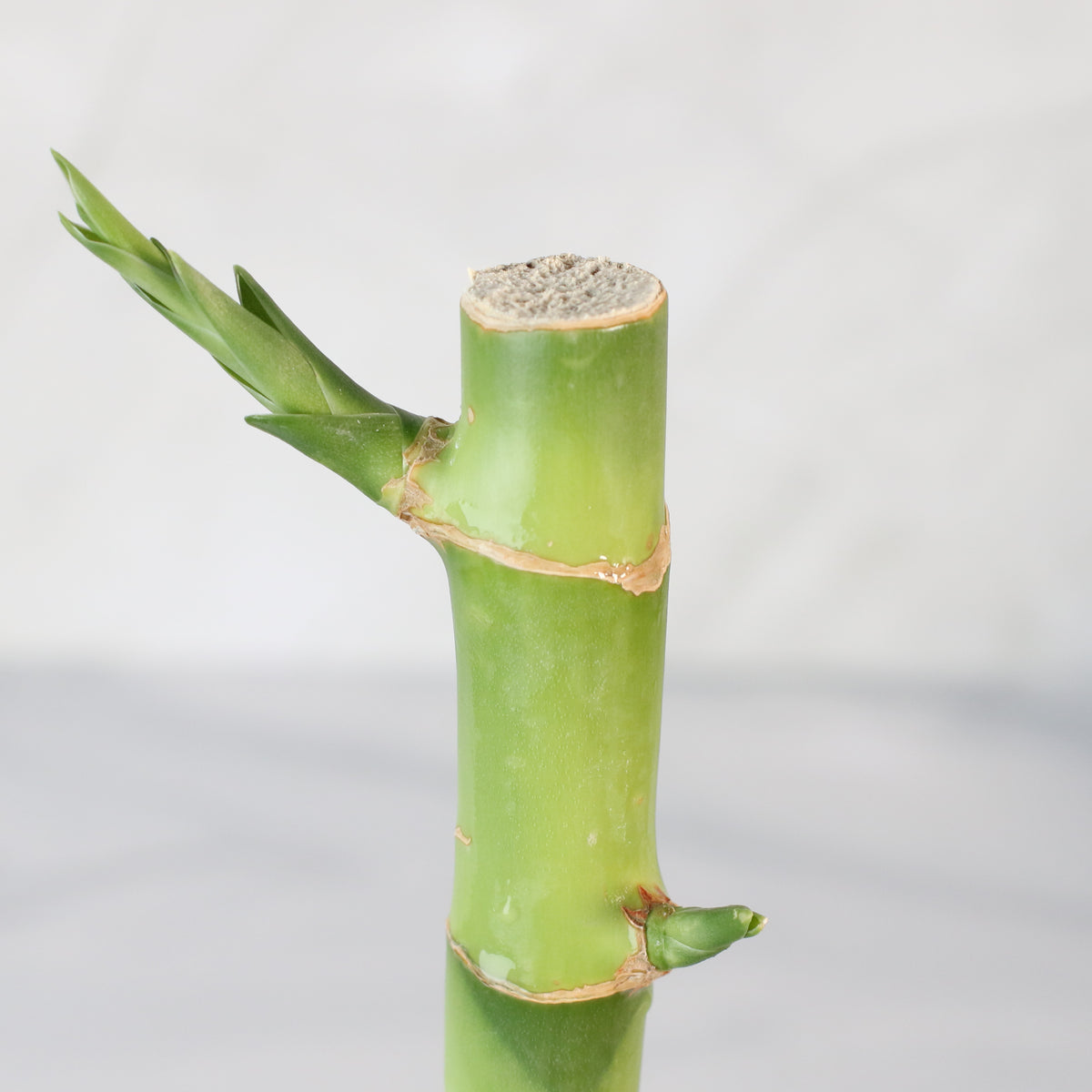 Lucky Bamboo Water Plant 1XL 36&quot;