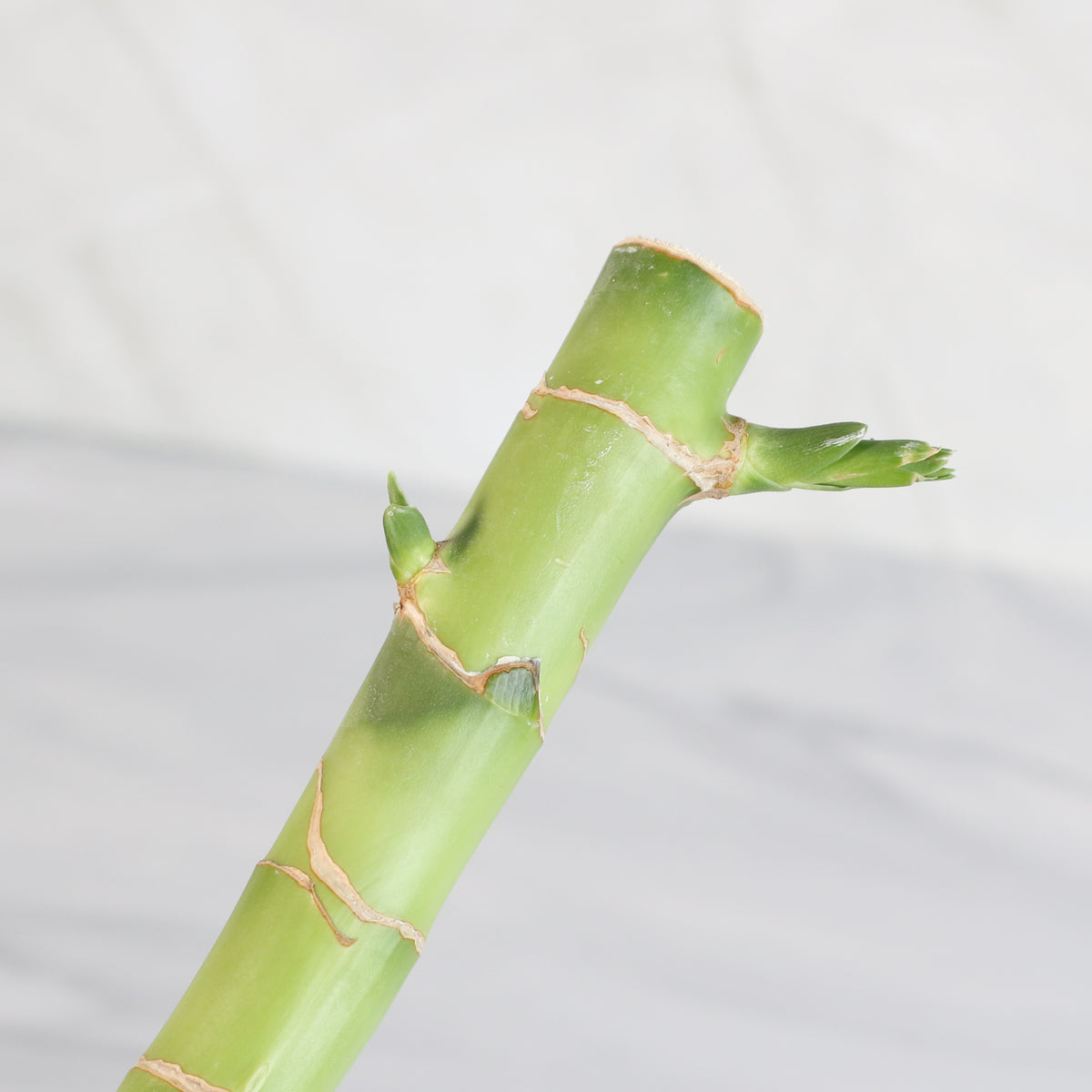 Lucky Bamboo Water Plant 3XL 60&quot;