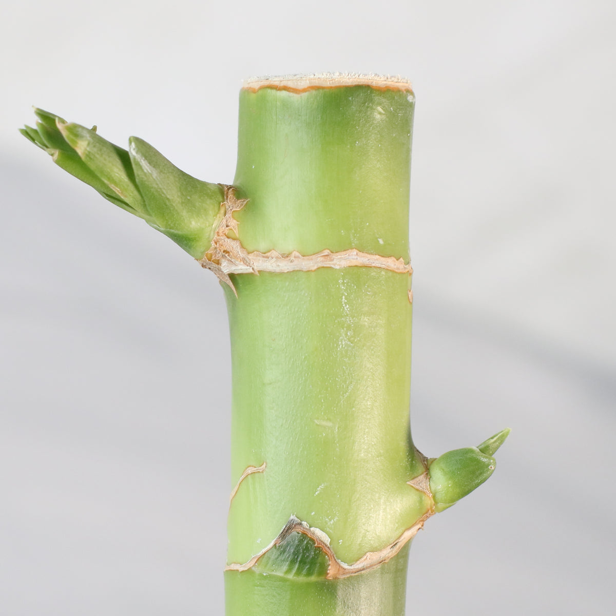 Lucky Bamboo Water Plant 3XL 60&quot;