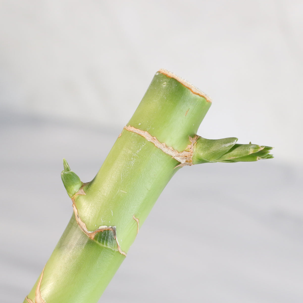 Lucky Bamboo Water Plant 3XL 60&quot;