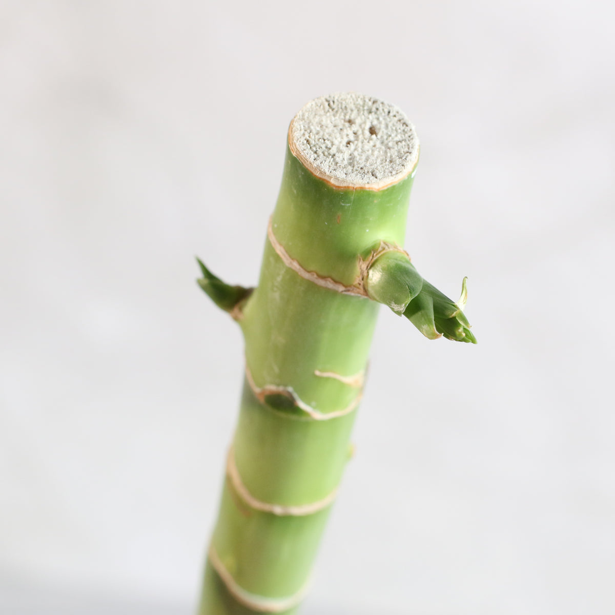 Lucky Bamboo Water Plant 2XL 48&quot;