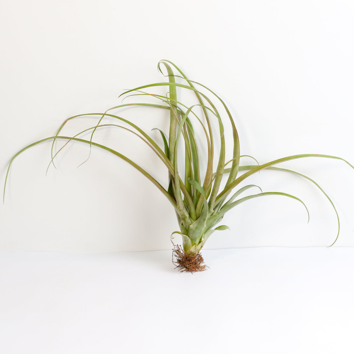 Bare Root Tillandsia Ionatha Rubra 