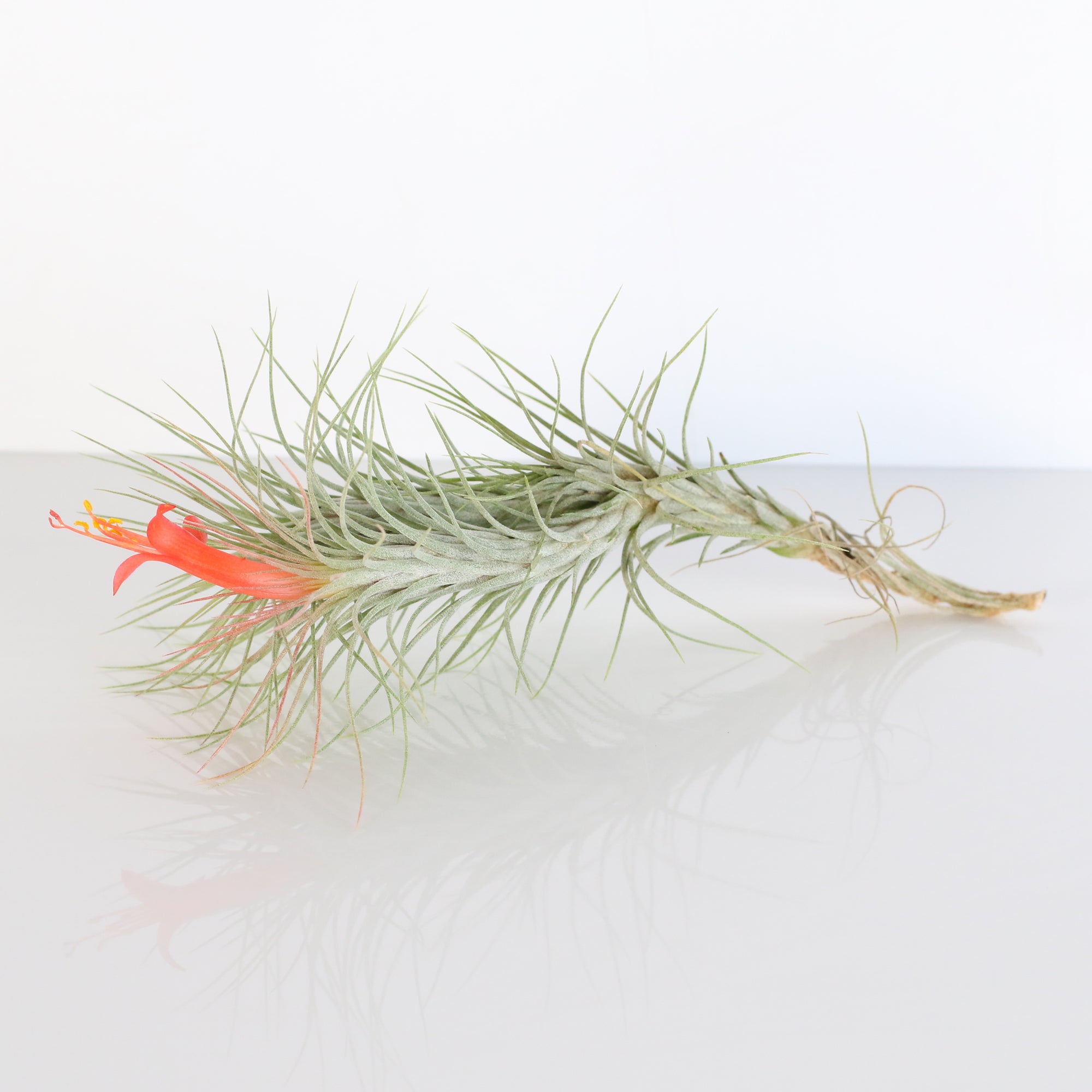 Air Plant Bareroot Tillandsia Funckiana
