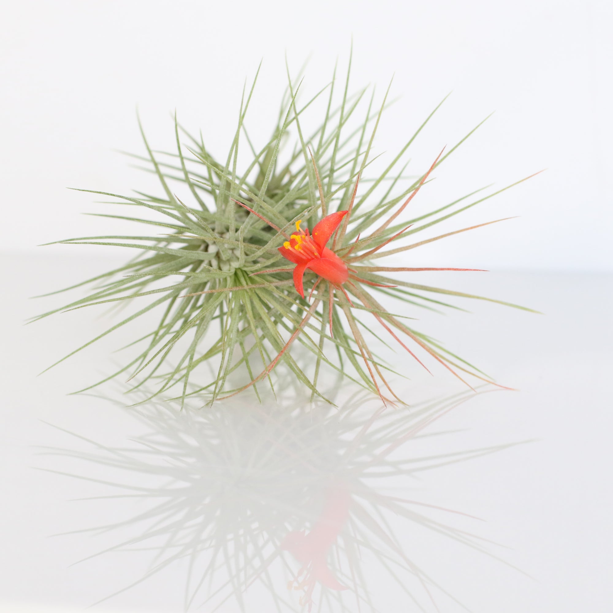Air Plant Bareroot Tillandsia Funckiana
