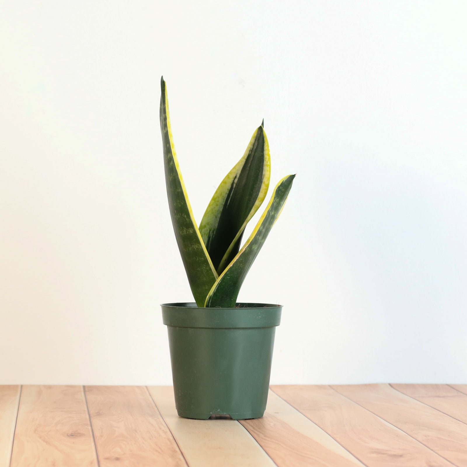 Black Gold Sansevieria Snake Plant