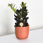 Black ZZ Raven Houseplant