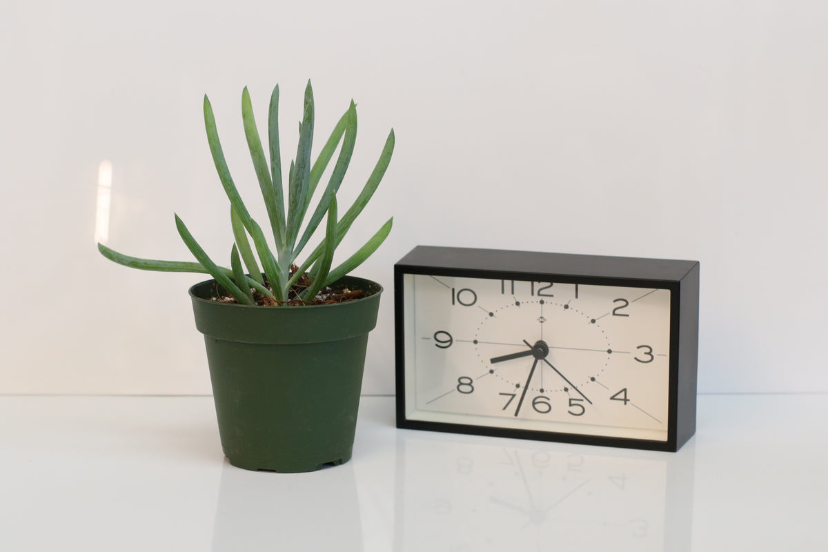 Blue Chalksticks Succulent