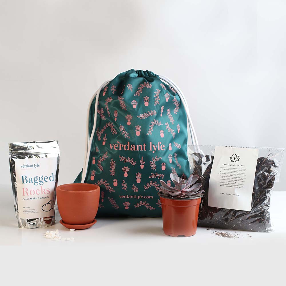 Earth Essentials Bundle

