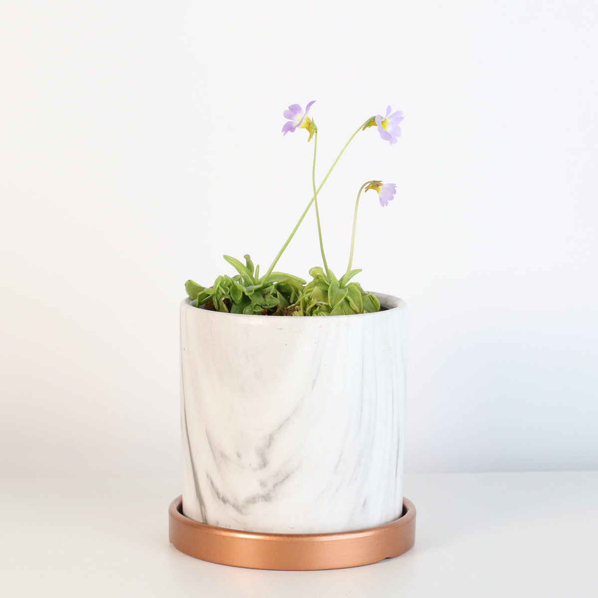 Pinguicula Butterwort in Daphne Ceramic 4.5&quot; Planter. 