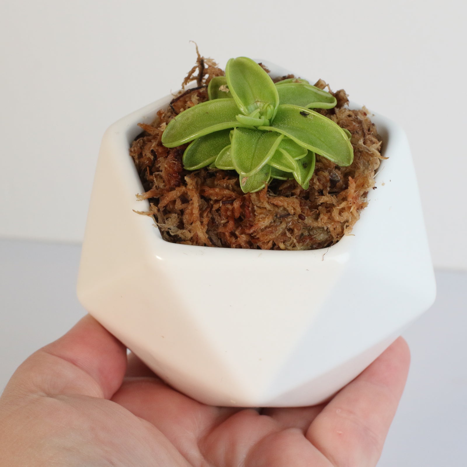 Pinguicula Butterwort in Daphne Ceramic 4.5" Planter. 