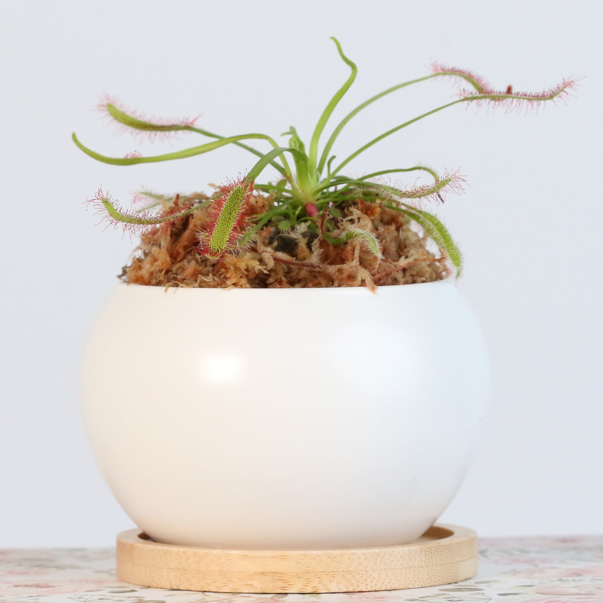Minimalistic Ceramic White Planter 