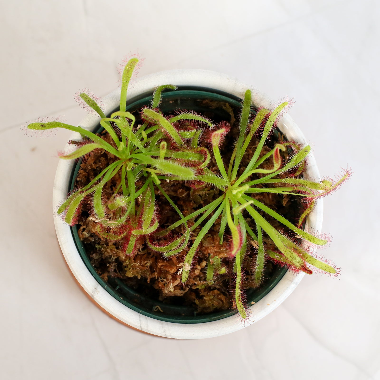 Cape Drosera Sundew in Daphne 4.5" Planer
