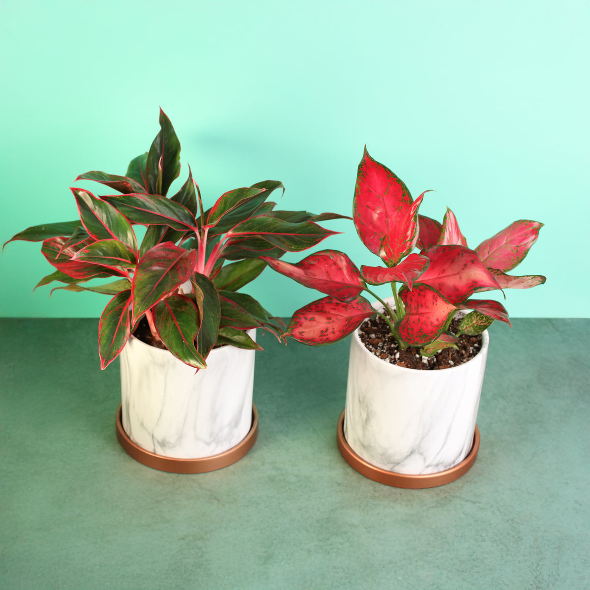 Chinese Evergreen Aglaonema Bundle