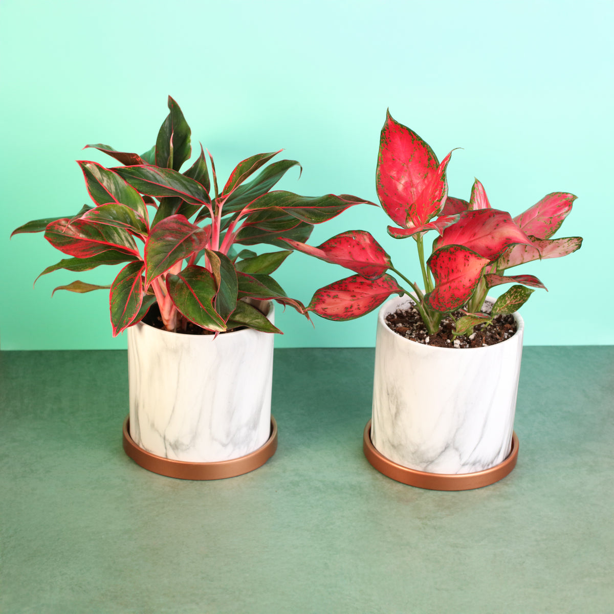 Chinese Evergreen Aglaonema Bundle