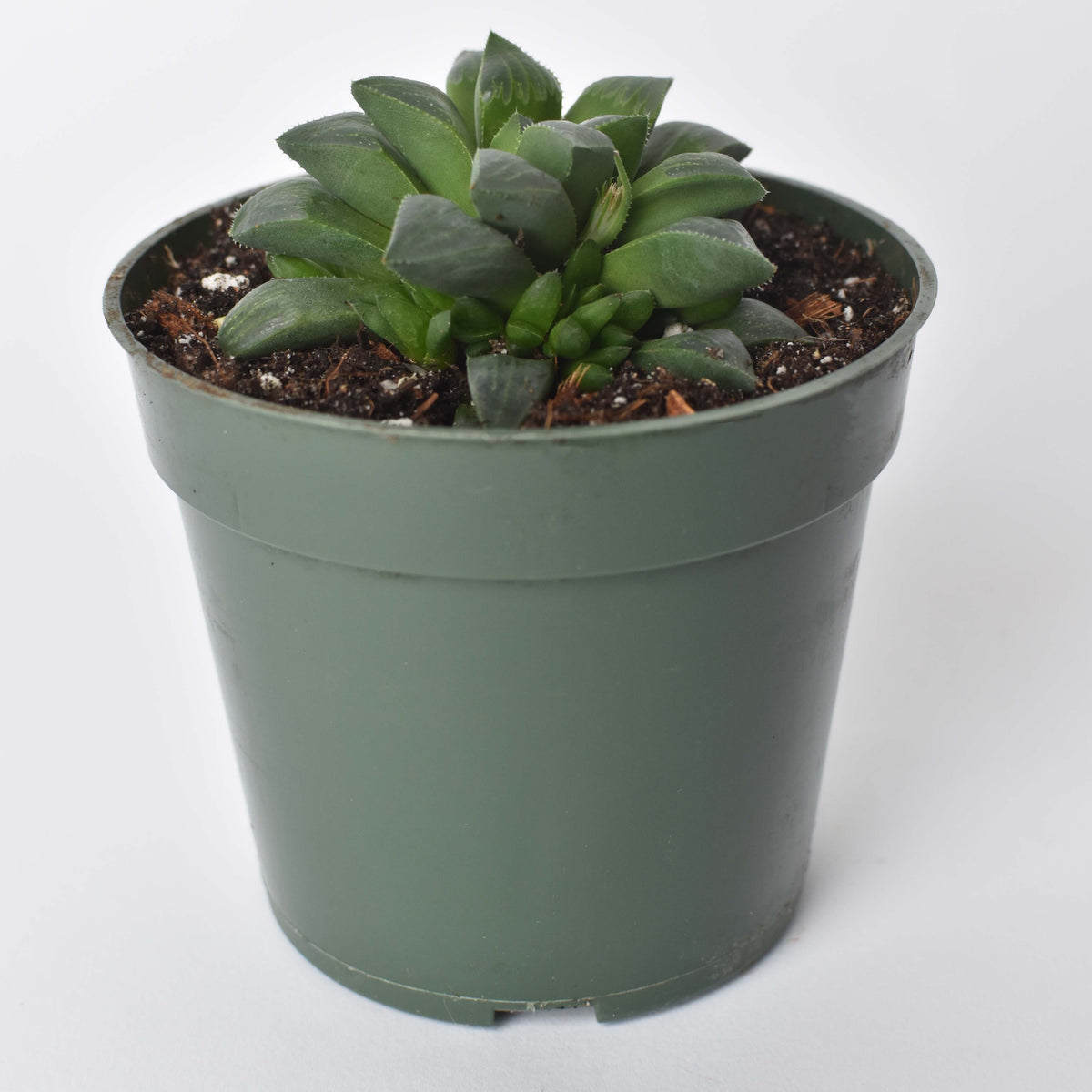 Rare Haworthia &#39;Moon or Moonstone&#39; Succulent