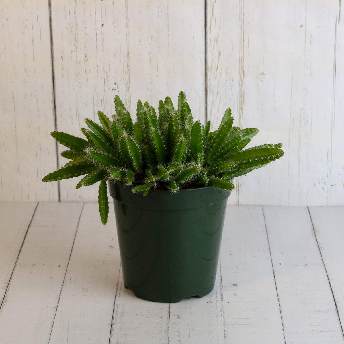 Dragon Fruit Cactus