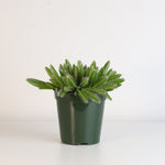 Dragon Fruit Cactus