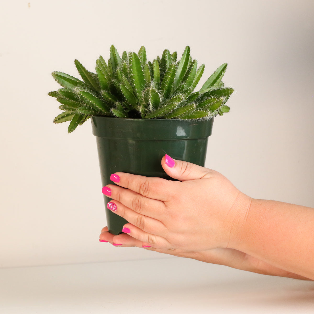 Dragon Fruit Cactus