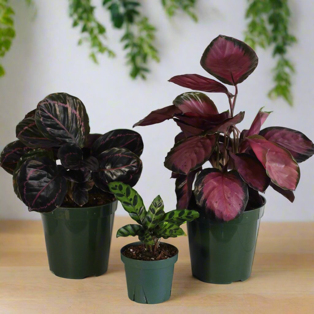 Calathea plant