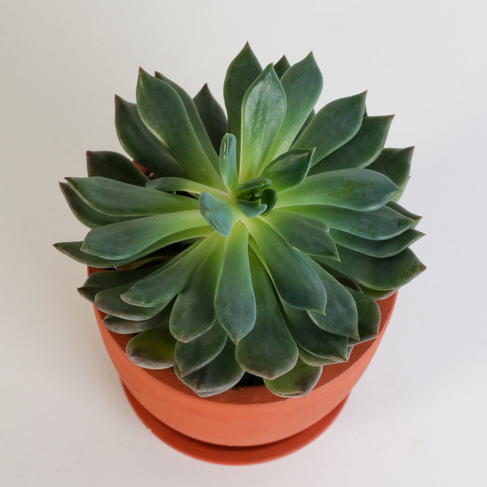 Sedeveria 'Pink Ruby' Red Succulent