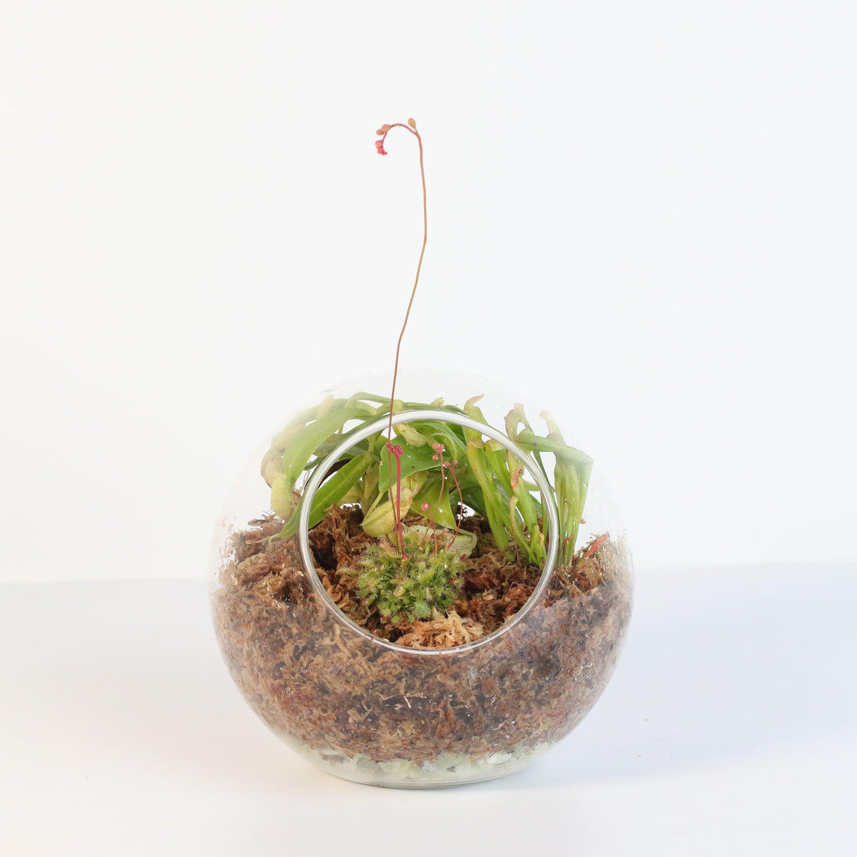 Terrarium Carnivorous Kit
