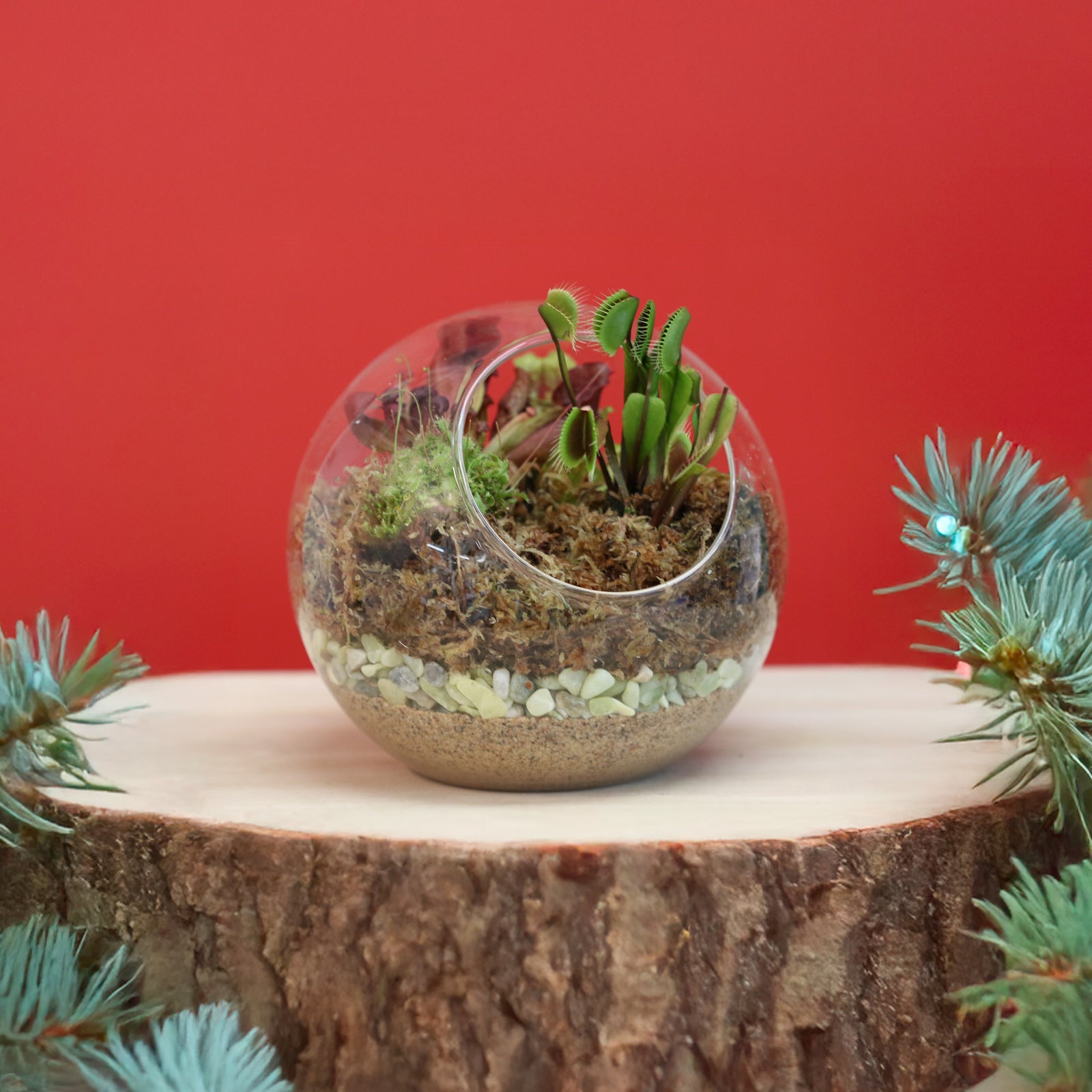 Fierce Forest Terrarium Carnivorous Kit