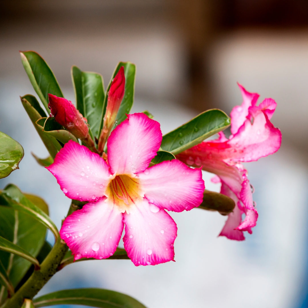 Desert Rose with Flowers